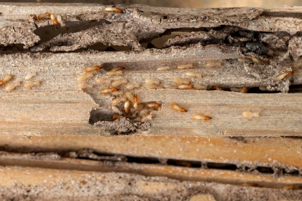 Best Emergency Pest Control  in Chilton, WI