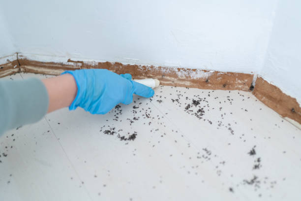 Best Ant Control Services  in Chilton, WI